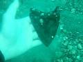 videos de Big Shark Tooth 5 Inch Megalodon Found in Gulf of Mexico off Florida