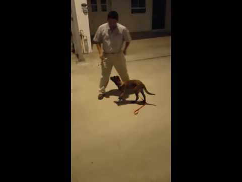 Puppy Belgian Malinois Zeus Stay