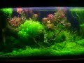 JBL Aquascaping 2
