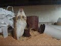 The Gerbils and the Toilet Roll Tubes The Gerbils and the Toilet Roll Tubes