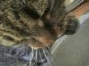 Klassieke katten