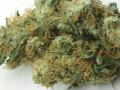 Untagrundbotanika Porno #1: Master Kush