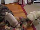 Arliss, Tonka and The Flower Bed Part II