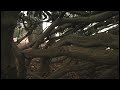 Reforestation PSA