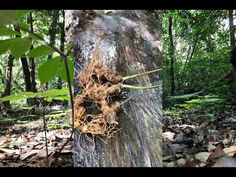 Khai thác Sâm Ngọc Linh - Lê Hoàn Tu Mơ Rông