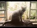 nossos felinos