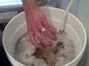 How to Make Mead part5 - Pitching the Yeast