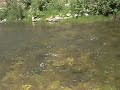 Little N Fork of CdA River