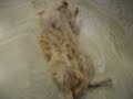 dead gerbil