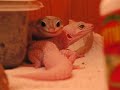 gecko 69
