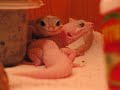 Gecko 69