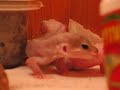 gecko 69