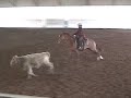 A SAVANAH CAT - 2005 Cutting Prospect