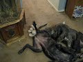 Schnauzer kills doberman