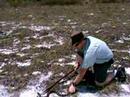 Chief Rowley vs. Canebrake Rattle Snake Chief Rowley vs. Canebrake Rattle Snake