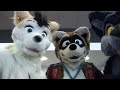 The adventures of a blue fox