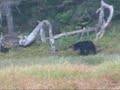 bear hunting in alaska