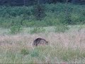 bear hunting in alaska