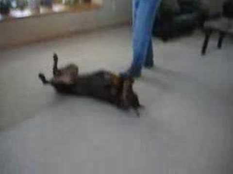 Doberman Pinser