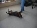 Killer Doberman Pinscher gets shot