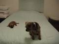 Border Terrier video