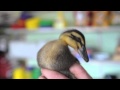 Baby animals arrive with Spring in Whatcom County