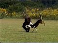 Schutzhund 2007 Hot Championships Schutzhund 2007 Hot Championships