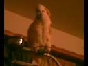 Abbi the Moluccan Cockatoo