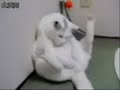 ANIMALS (142) ANIMALS (142)