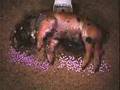 Résultat de la décomposition sur un petit porc