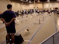 Flyball3