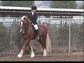 Cwmfadog Trystan-Welsh Cob Stallion Apr '07