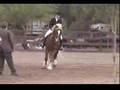 Cwmfadog Trystan-Welsh Cob Stallion Apr '07