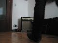 Epiphone Valve Standard + Klon Centaur, Way Huge Fat Sandwich & Z.Vex Fuzz Factory