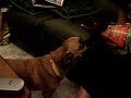 Chihuahua Spaniel Cross Attacks Christmas Present