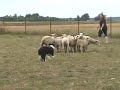 Iris - herding Iris - herding