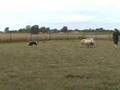 Iris-herding