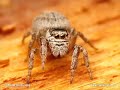 Top 10 Amazing Jumper Animals! Top 10 Amazing Jumper Animals!