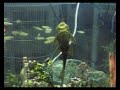 Cascudo fazendo seu trabalho de limpeza no aquario 