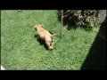 Canuto - Dogo de Burdeos