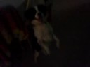 flay dan�a regaee