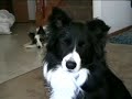 Maddy,Shadow and Blue: December 25, 2007
