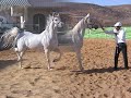 Turmusayya Village + Tormusayya Equestrian Club + Hedya Show