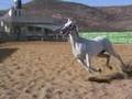 Turmusayya Village + Tormusayya Equestrian Club + Hedya Show
