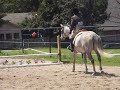 Horse Show at KJM (hunter 1)