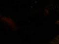 videos de Riffing on 