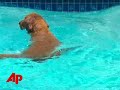 Golden Retriever Learns to Dive
