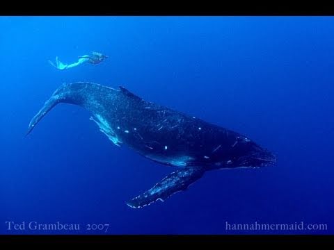 Hannah The Mermaid
