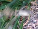 Cute Baby Bird 3