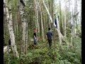 Puu kaatuu Puumalassa, konkelo Puu kaatuu Puumalassa, konkelo